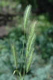 Hordeum leporinum