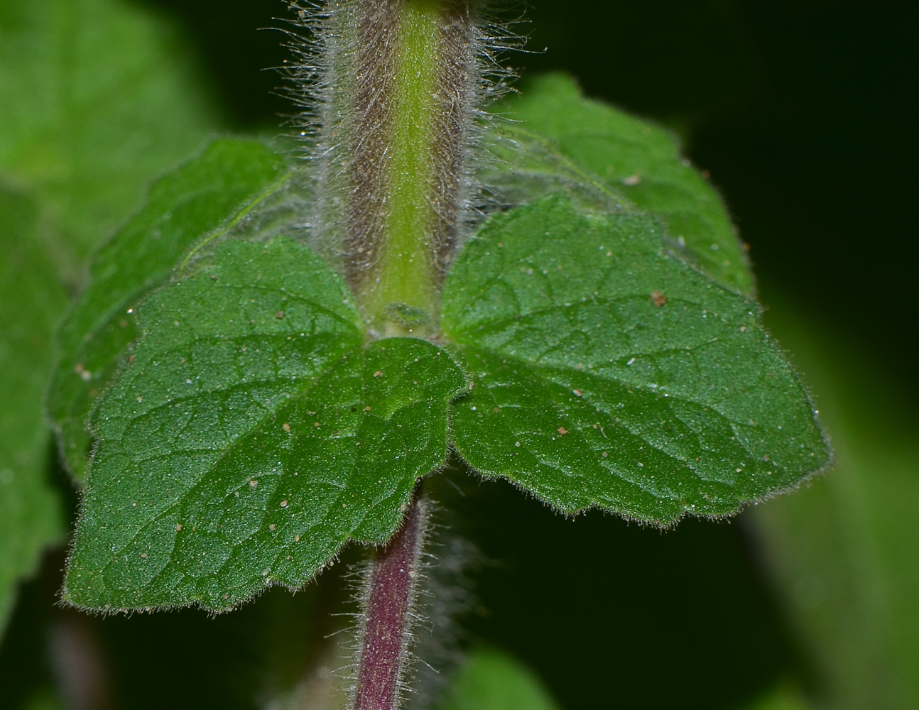 Изображение особи Ceratotheca triloba.