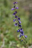 Delphinium elatum