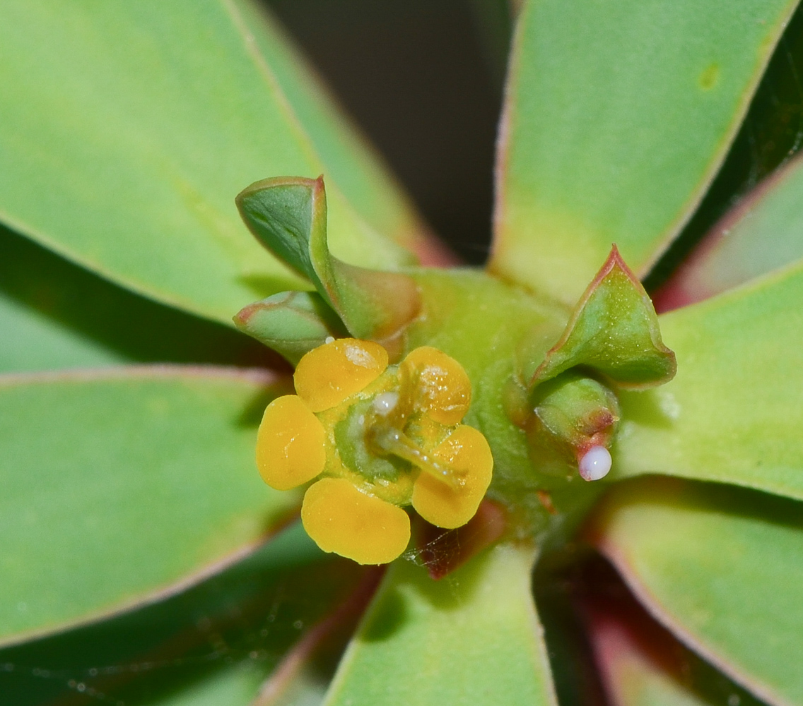 Изображение особи Euphorbia balsamifera.