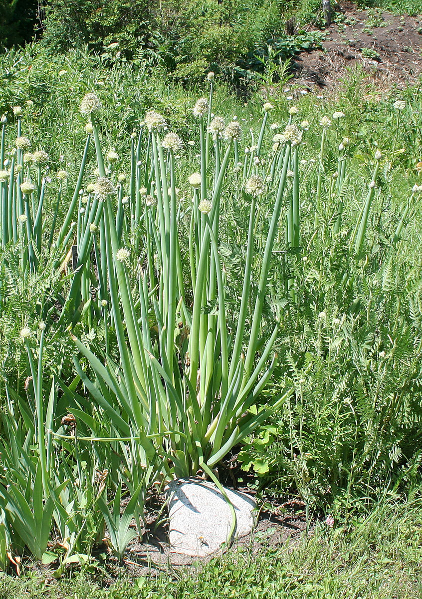 Изображение особи Allium altaicum.