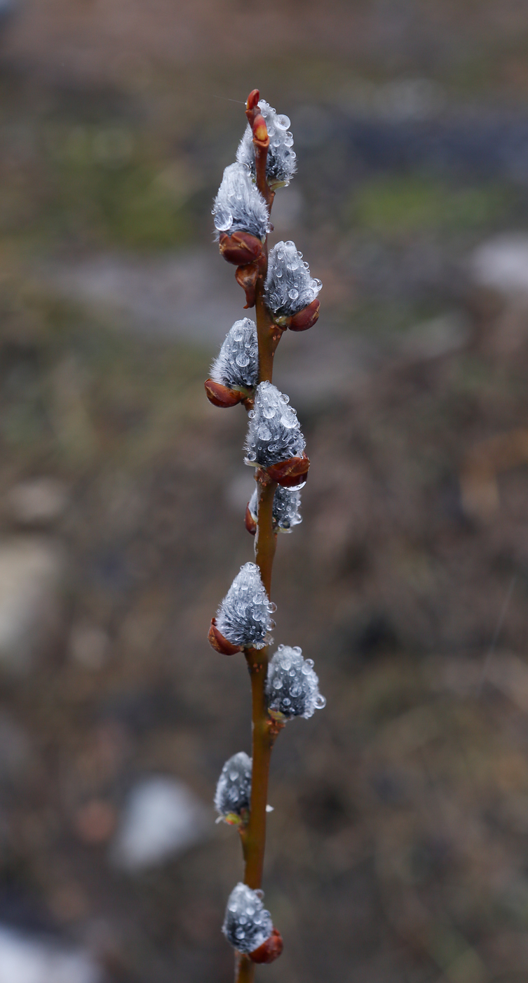 Изображение особи Salix caprea.