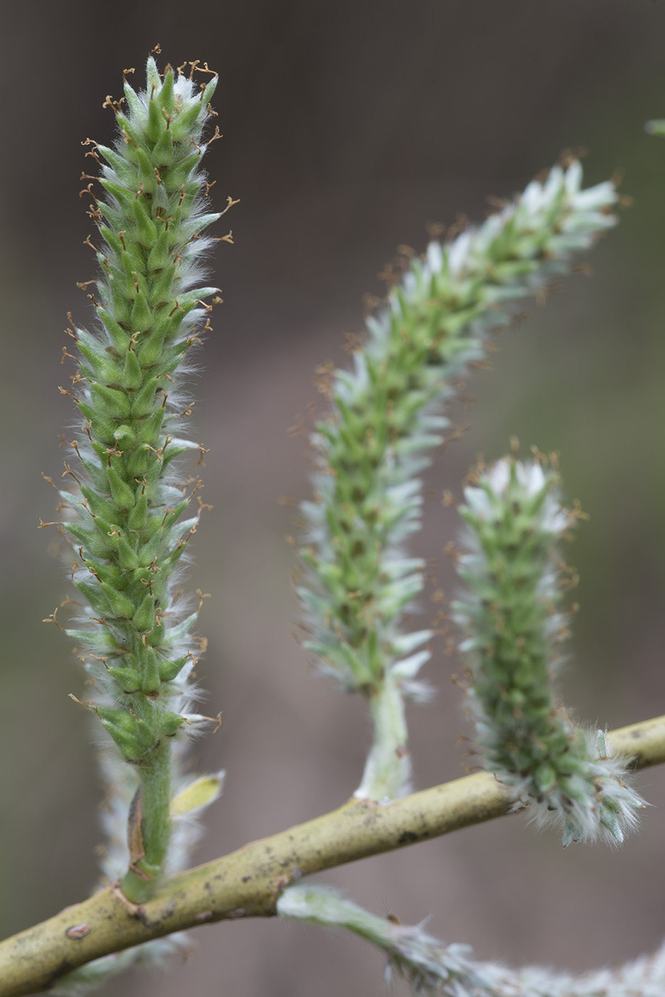 Изображение особи Salix viminalis.