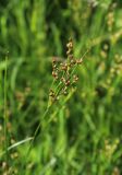 Juncus compressus