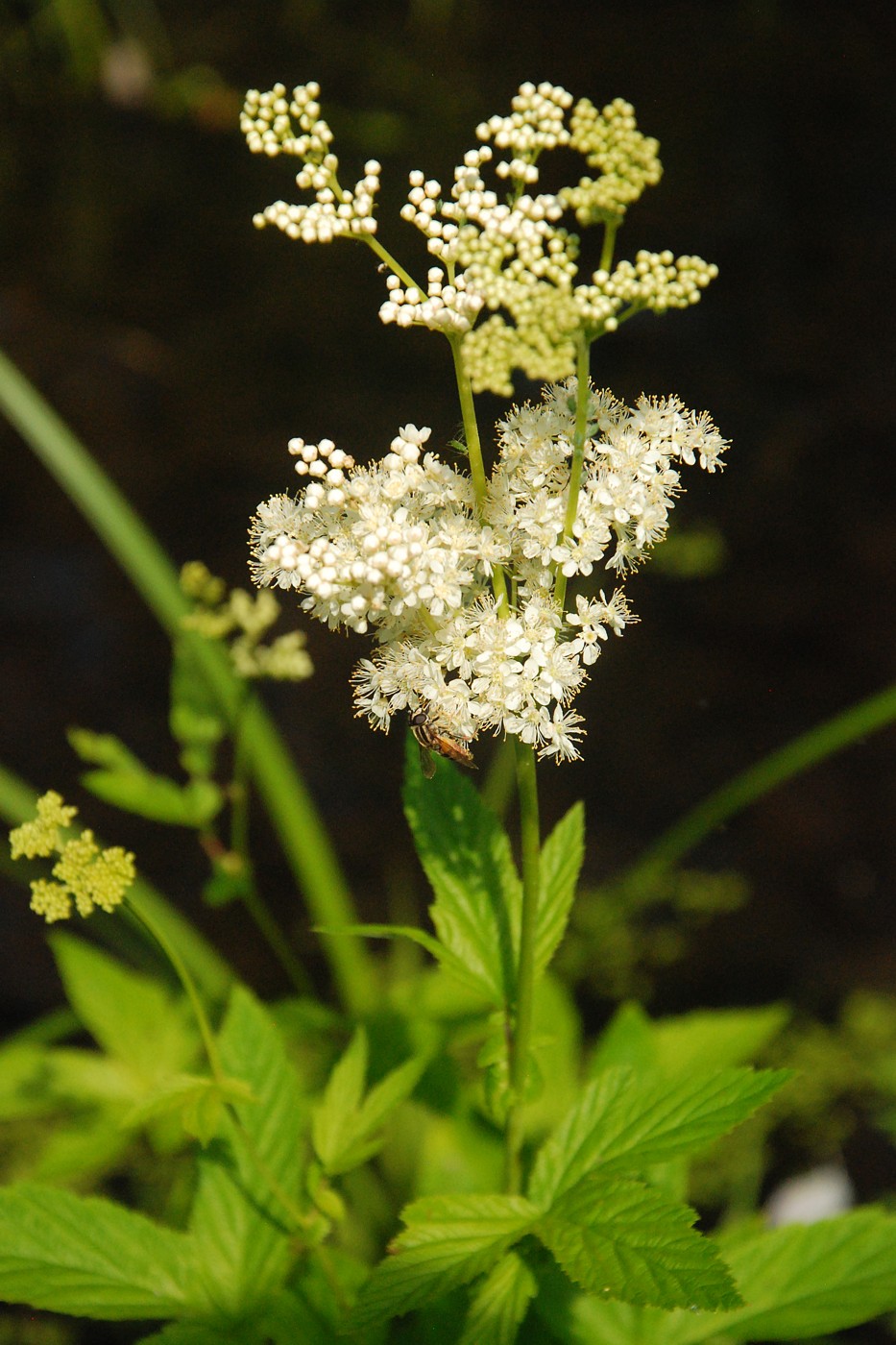 Изображение особи Filipendula ulmaria.