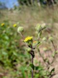 Pulicaria vulgaris