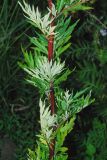 Artemisia vulgaris