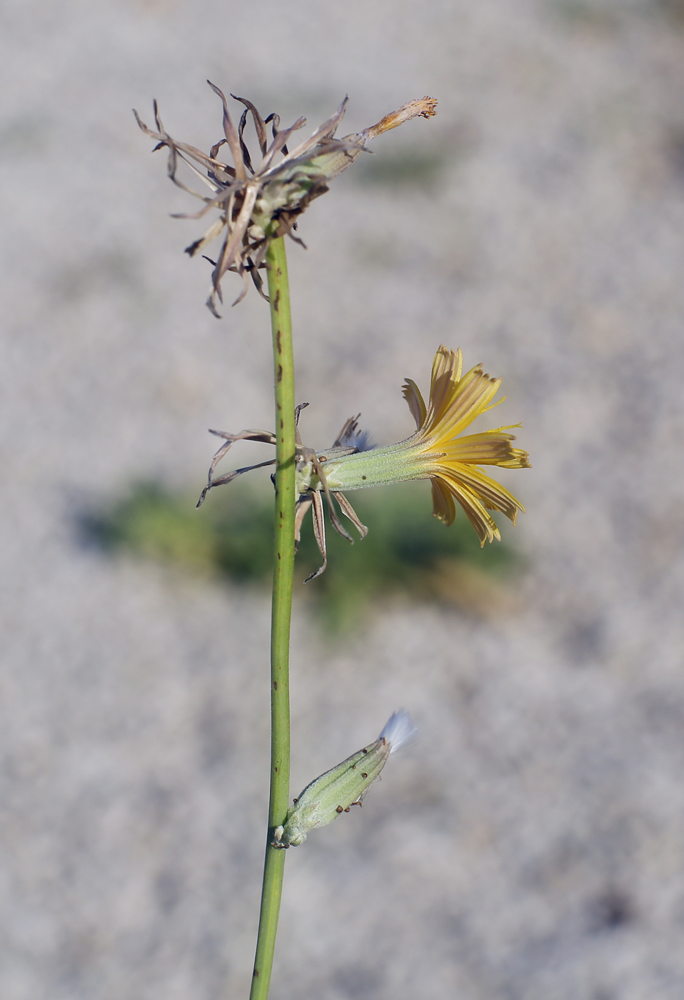 Изображение особи Chondrilla juncea.