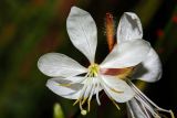 Gaura lindheimeri