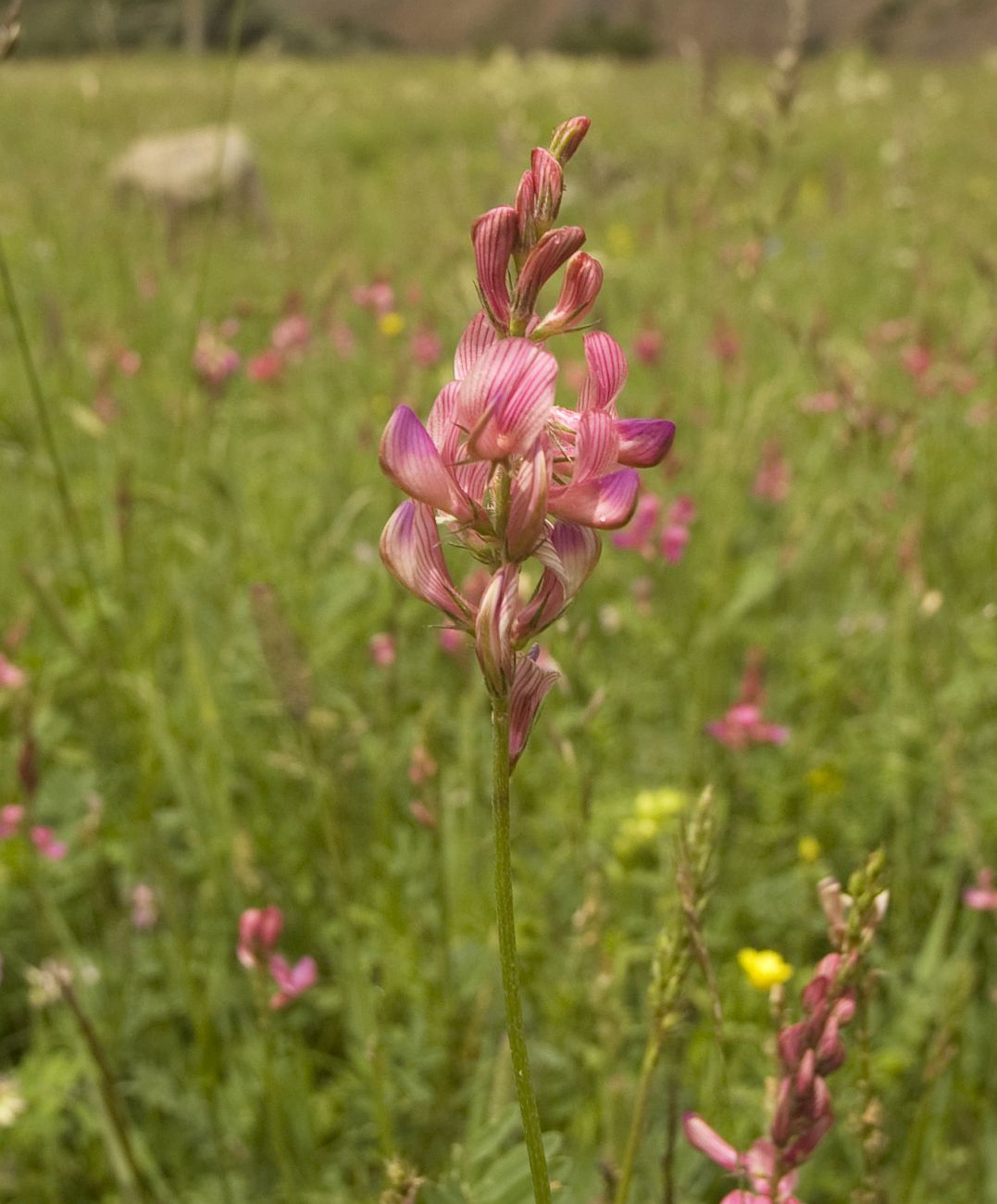 Изображение особи Onobrychis cyri.