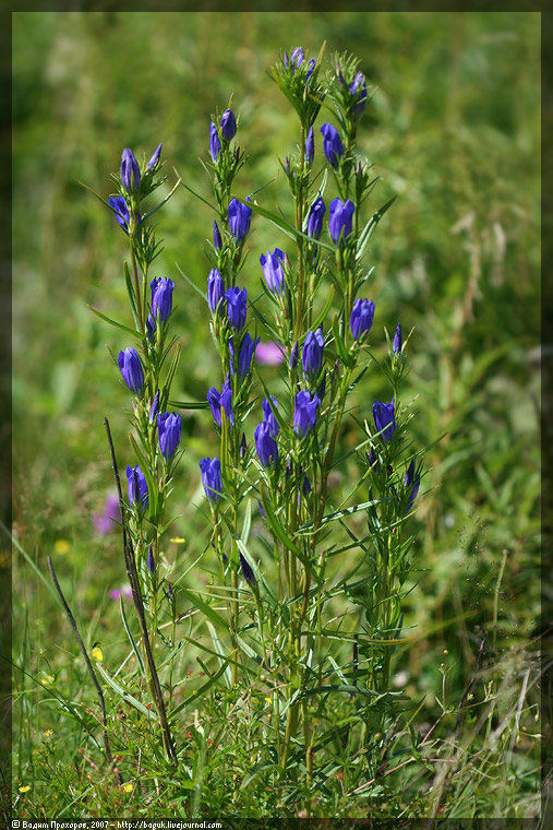 Изображение особи Gentiana pneumonanthe.