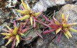 Pedicularis ochotensis