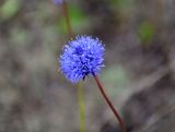 Jasione montana