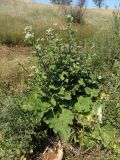 Arctium tomentosum. Растение с формирующимися соцветиями. Украина, Запорожский р-н, Дурная балка, разнотравная степь. 07.07.2018.