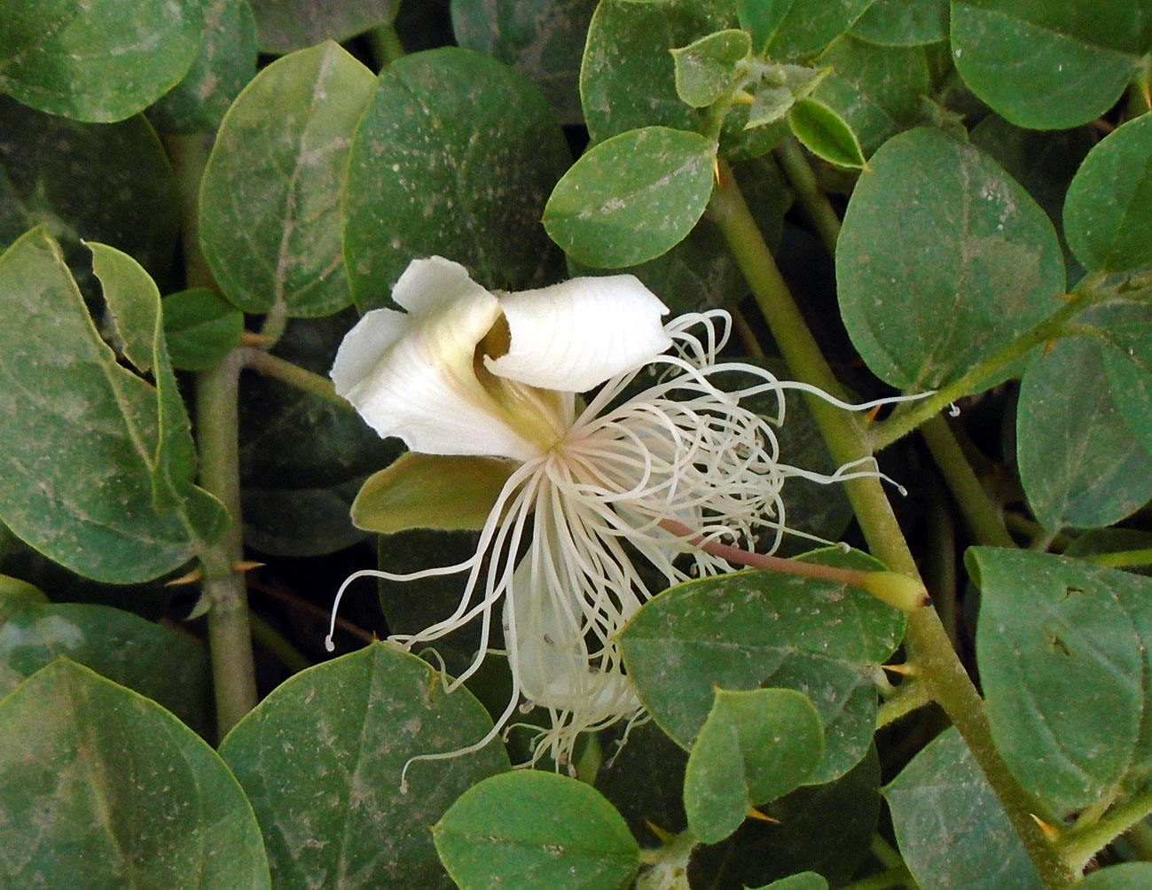 Изображение особи Capparis herbacea.