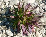 Rumex arcticus