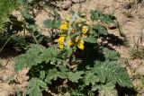 Phlomoides speciosa