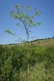 Chaerophyllum bulbosum