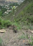 Camelina microcarpa