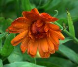 Calendula officinalis