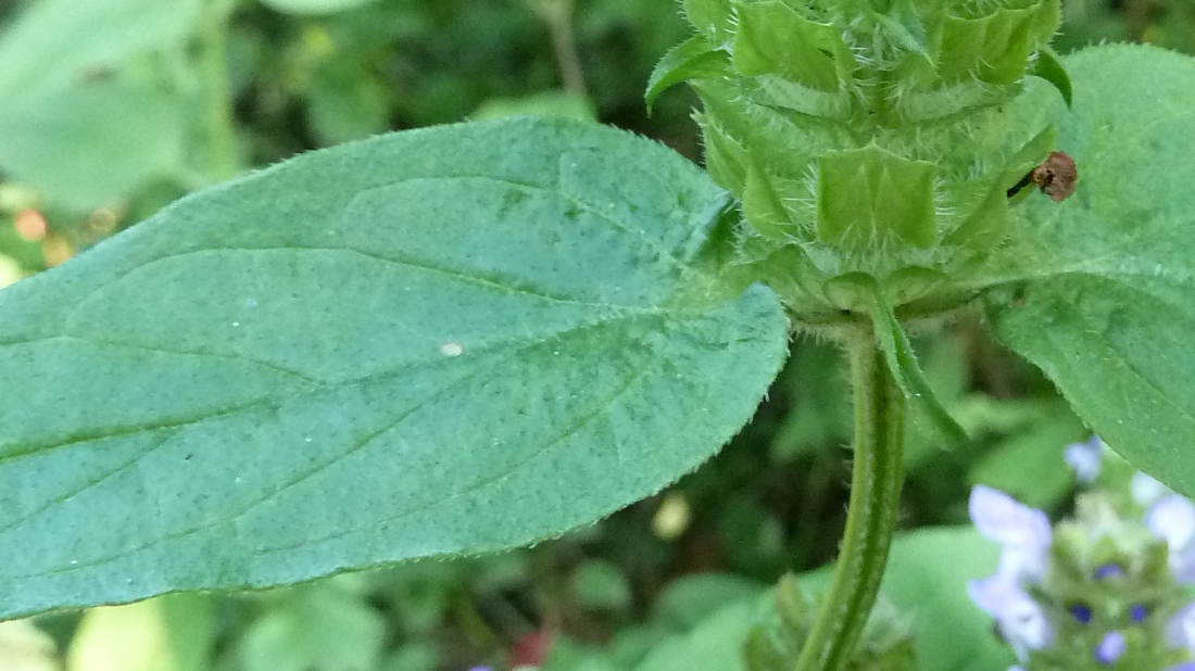 Изображение особи Prunella vulgaris.