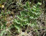 Pulsatilla campanella