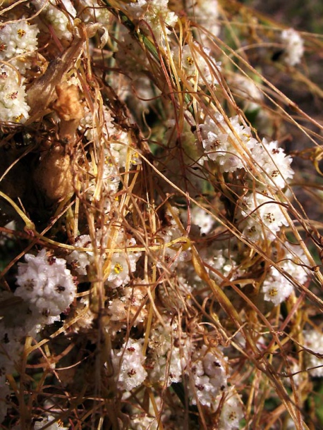 Изображение особи Cuscuta approximata.