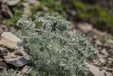 Artemisia caucasica