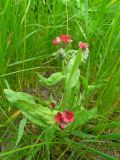 Cynoglossum officinale