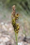 Carex liparocarpos