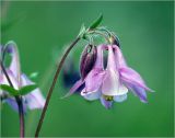 Aquilegia vulgaris