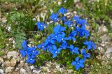 Gentiana angulosa