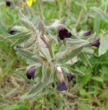 Nonea rossica