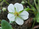 Potentilla alba