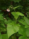 Cirsium weyrichii