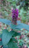 Teucrium hircanicum