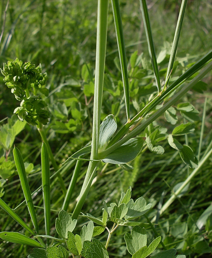 Изображение особи Lathyrus lacteus.