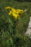 Senecio tauricus