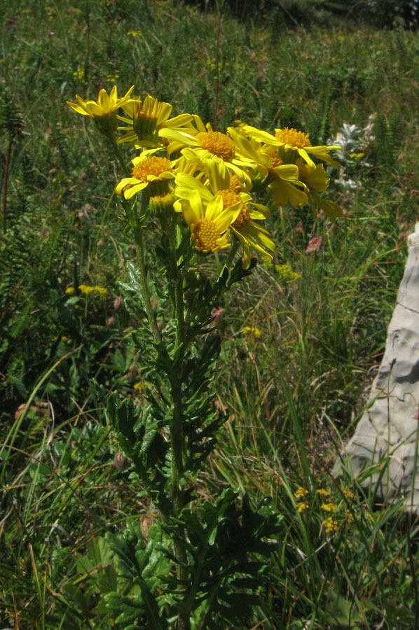 Изображение особи Senecio tauricus.