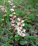 Pyrola rotundifolia