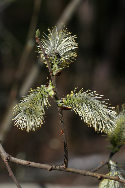 Изображение особи Salix &times; laurina.