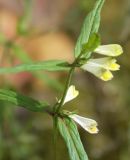 Melampyrum pratense