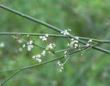 Froriepia subpinnata