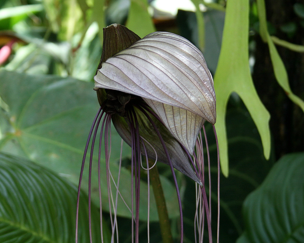 Изображение особи Tacca integrifolia.