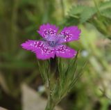 Dianthus armeria