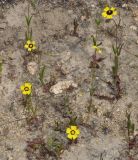 Tuberaria guttata