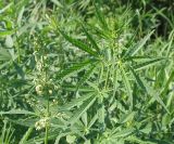 Cannabis sativa var. spontanea