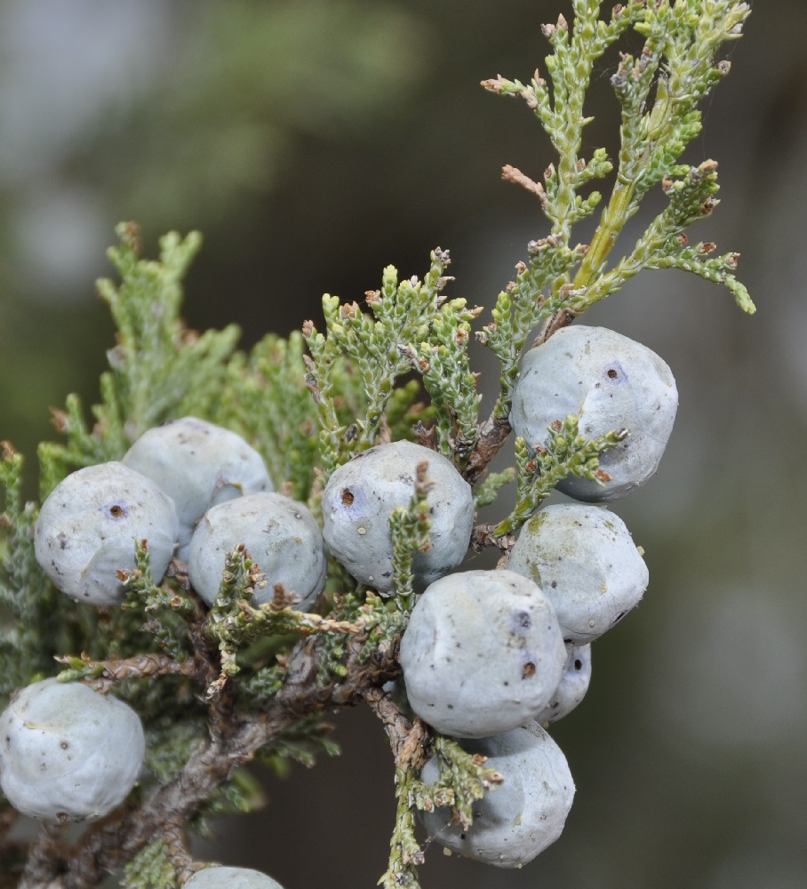 Изображение особи Juniperus foetidissima.