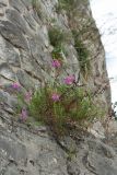 Antirrhinum majus