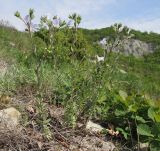 Linum lanuginosum. Цветущие растения. Краснодарский край, м/о Анапа, окр. пос. Супсех, приморский обрывисто-осыпной склон. 16.05.2015.